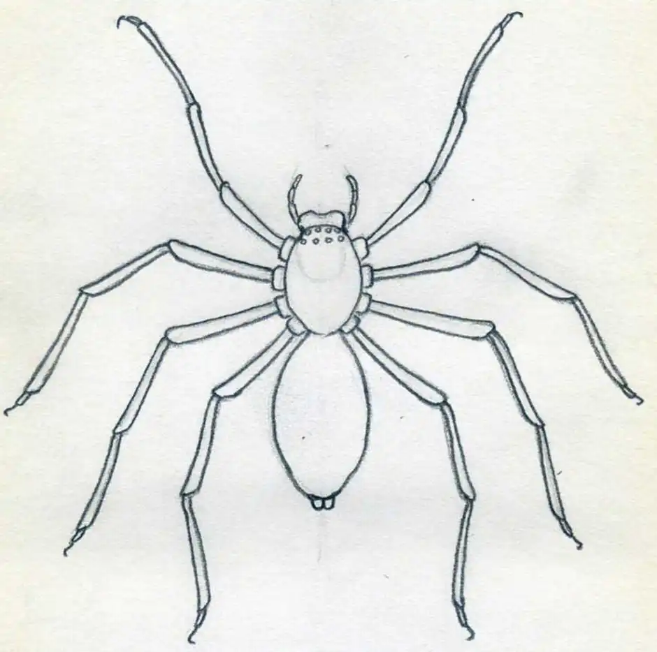 Паук схематично рисунок