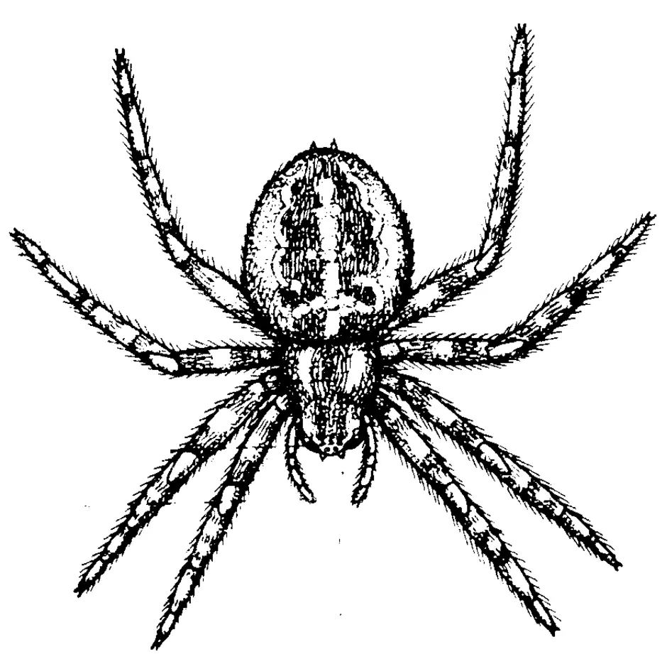 Паук крестовик нарисовать карандашом