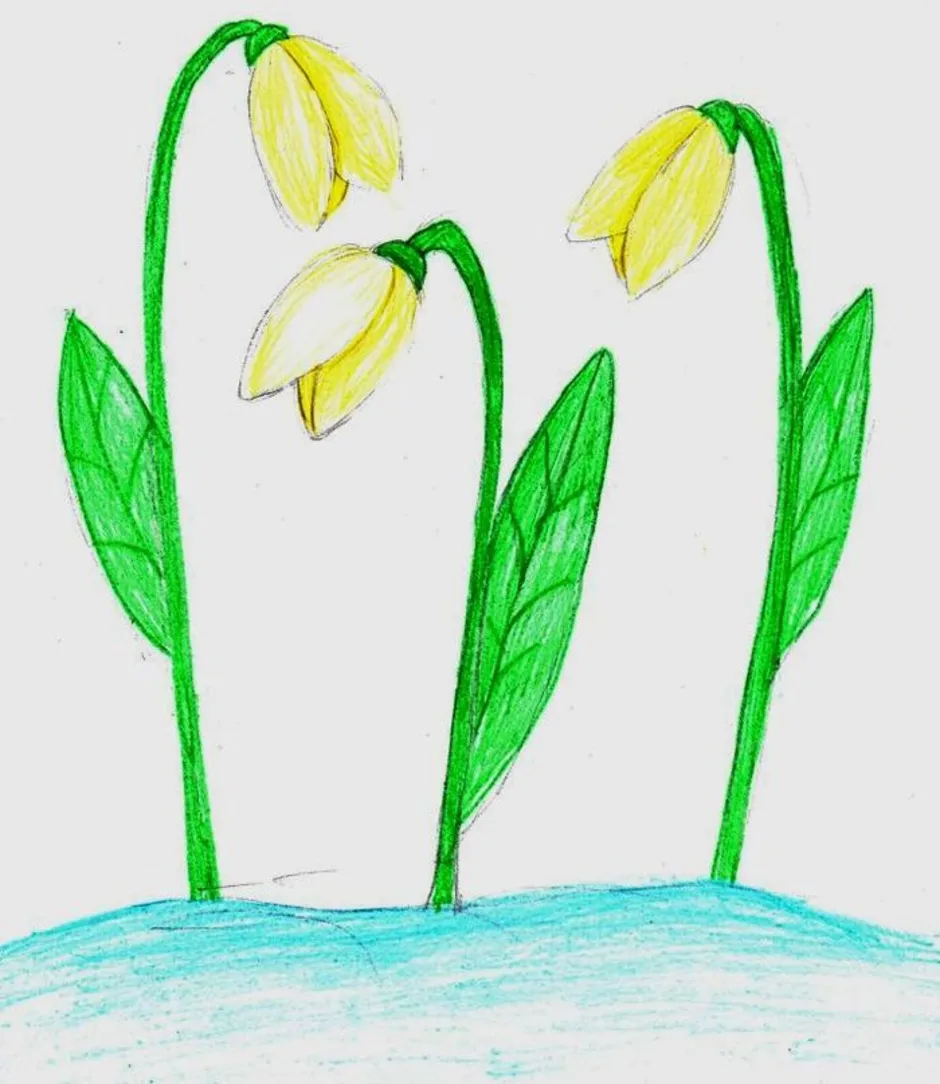 Первоцветы рисунок для детей. Рисование первоцветы. Рисование подснежники. Рисование весенних цветов. Рисование первые весенние цветы.