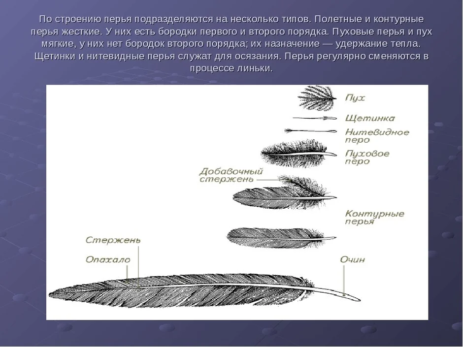 Рисунок контурного пера птицы с обозначениями