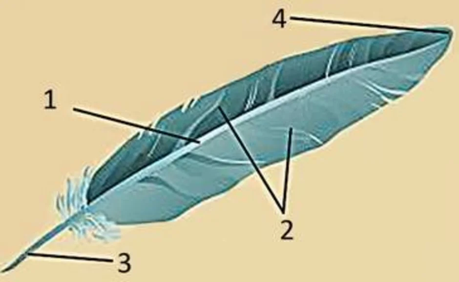 Контурное перо птицы строение и рисунок основные части