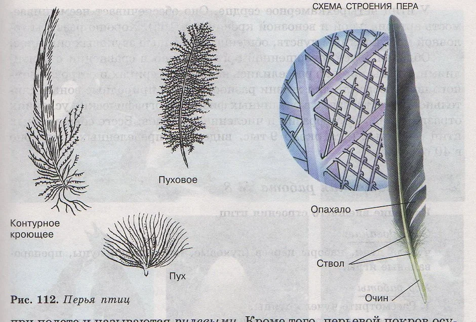 Схема строения опахала у птиц