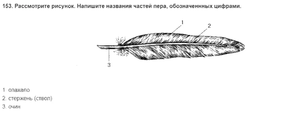 Контурное перо птицы строение и рисунок основные части