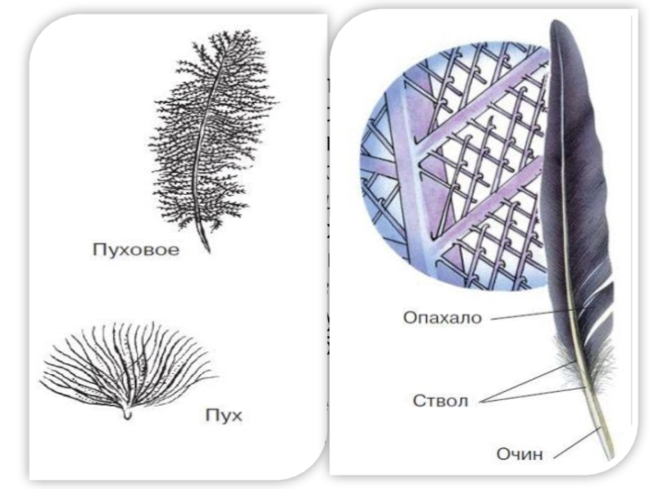 Перо птицы рисунок биология 7 класс