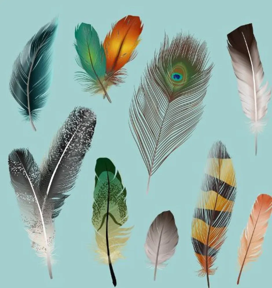 Назвать перья птиц. Красивое перо. Перья птиц. Красивые перья птиц. Птичье перо.