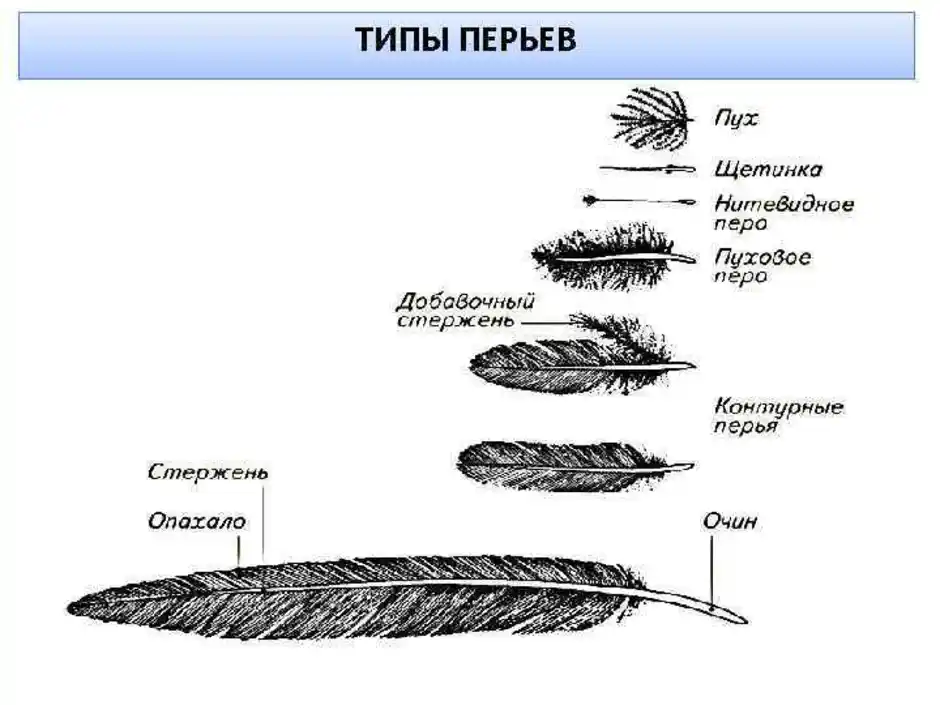 Нарисовать перо птицы 7 класс биология