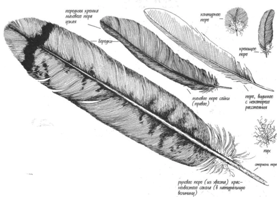 Рисунок контурного пера птицы. Маховое перо птицы строение. Строение покровного пера птицы. Перо рисунок. Разновидности перьев.