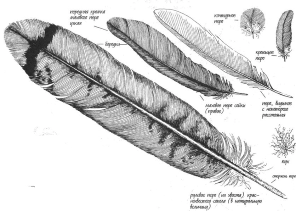 Перо птицы рисунок строение. Перья птиц. Перо рисунок. Перья птиц с названиями. Маховые перья у птиц.