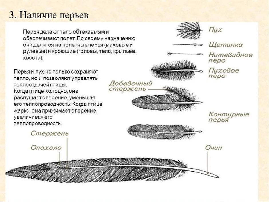 Строение пухового пера птицы рисунок с подписями