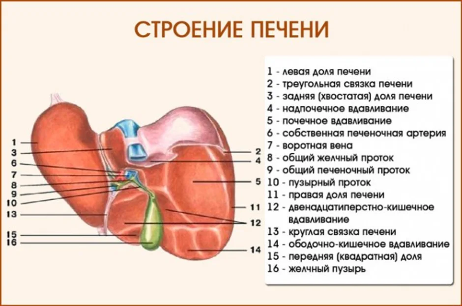 Печень части органа