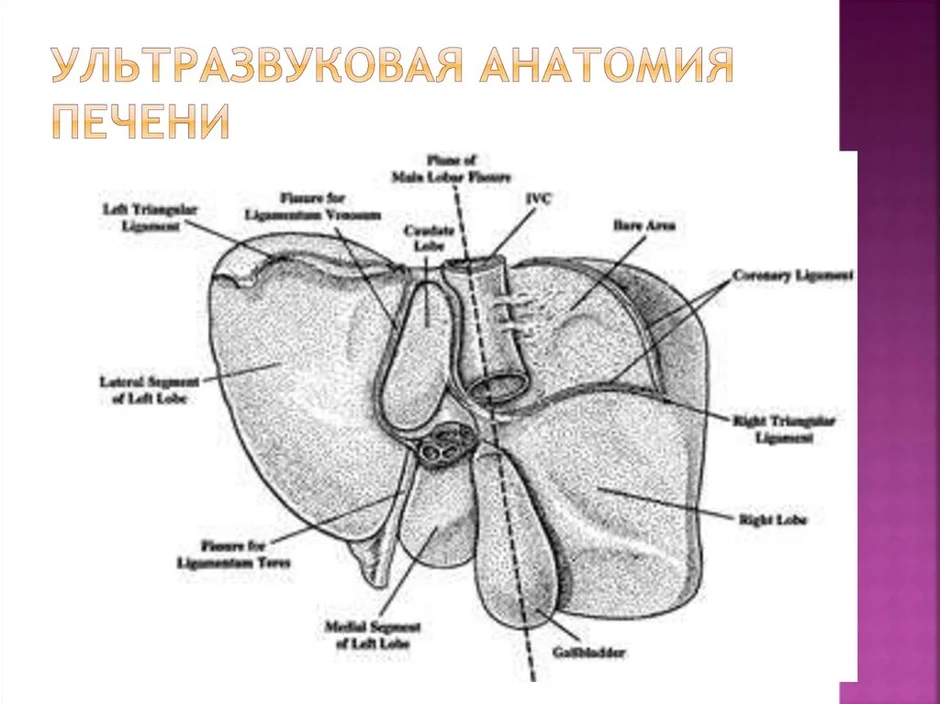 Анатомия печени рисунок печени