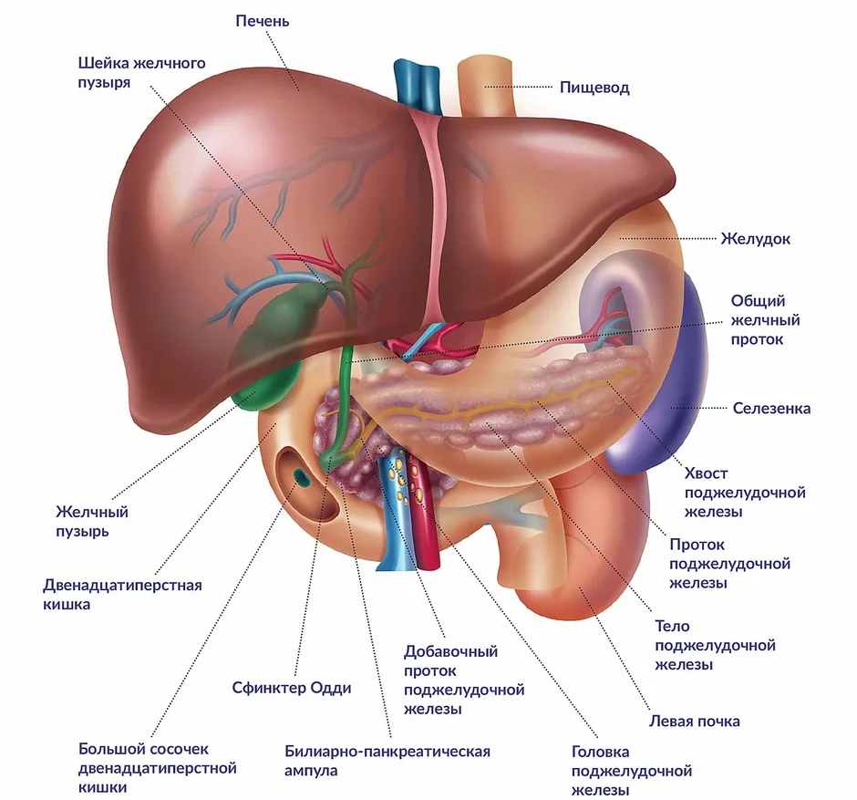 Печень на рисунке у человека