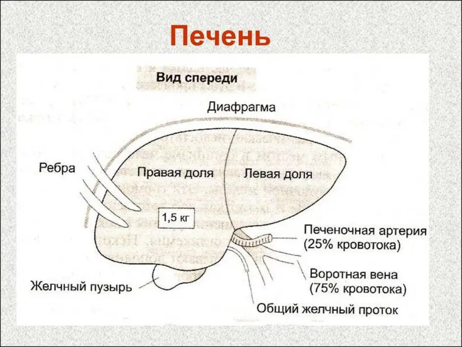 Печень рисунки анатомия