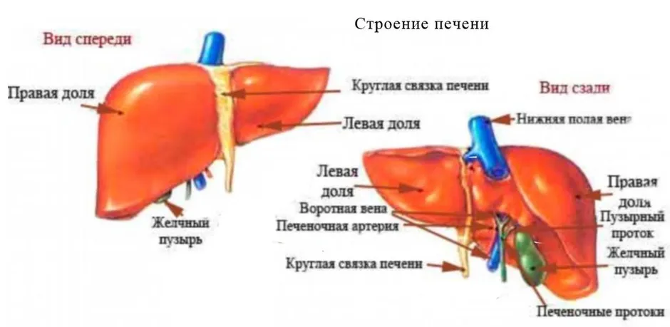 Анатомия печени человека в картинках