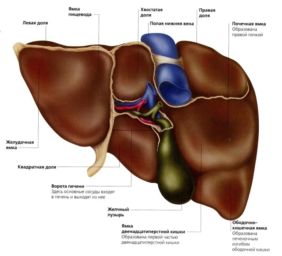 Анатомия печени человека в картинках