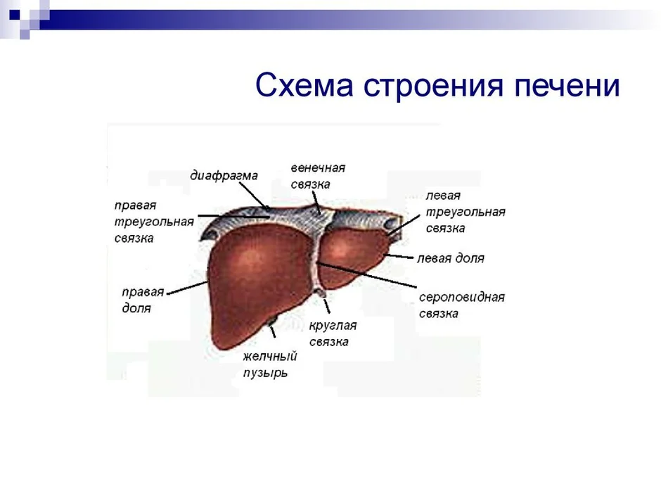 Печень человека рисунок