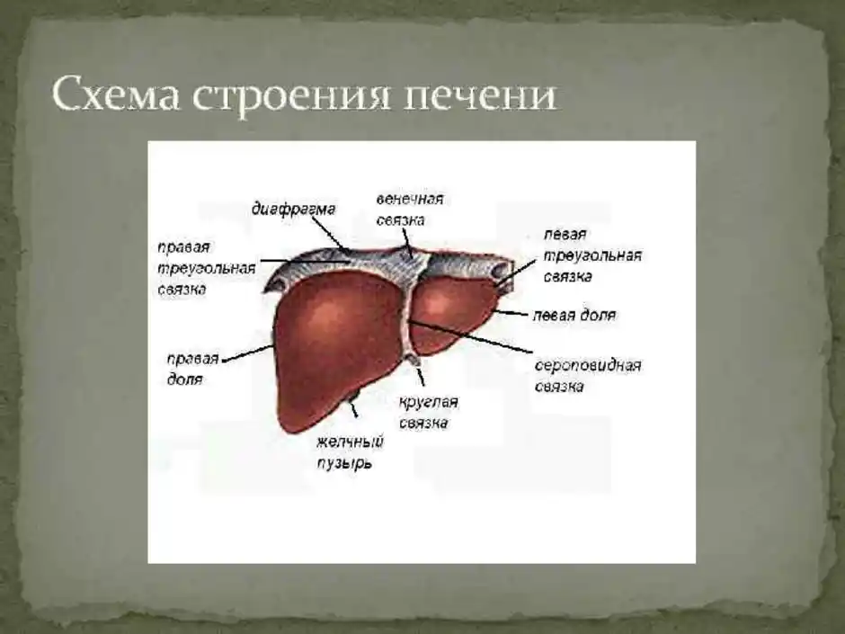 Печень части органа