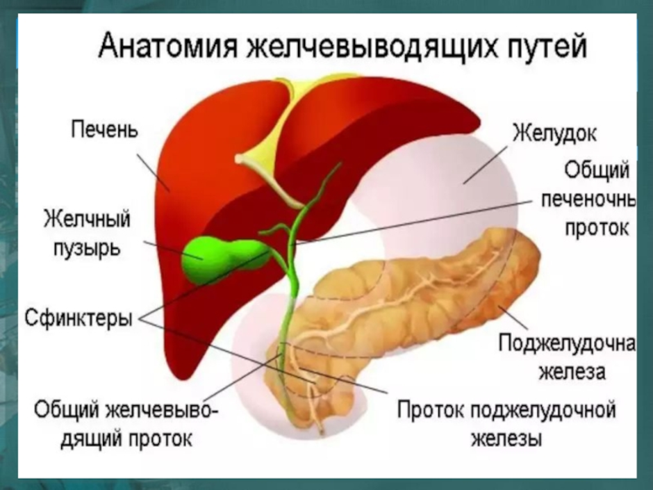 Печень на рисунке