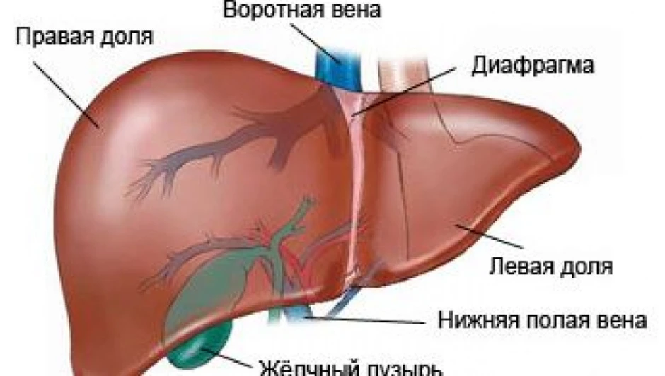 Печень смешанная. Печень анатомия человека. Анатомическое строение печени человека. Внешнее строение печени анатомия. Печень человека рисунок анатомия.