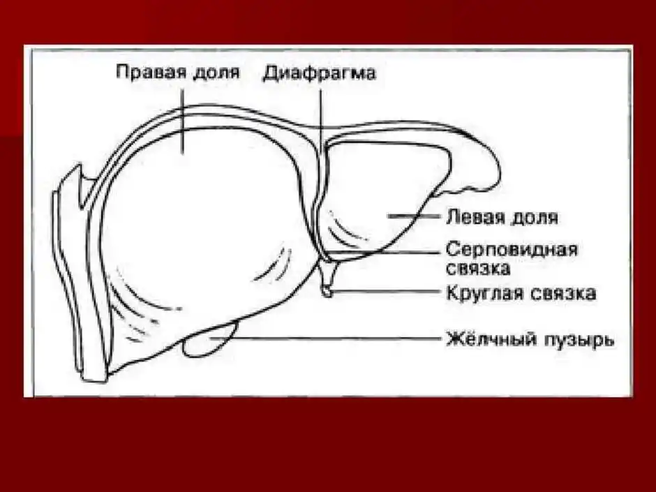 Анатомия печени рисунок печени