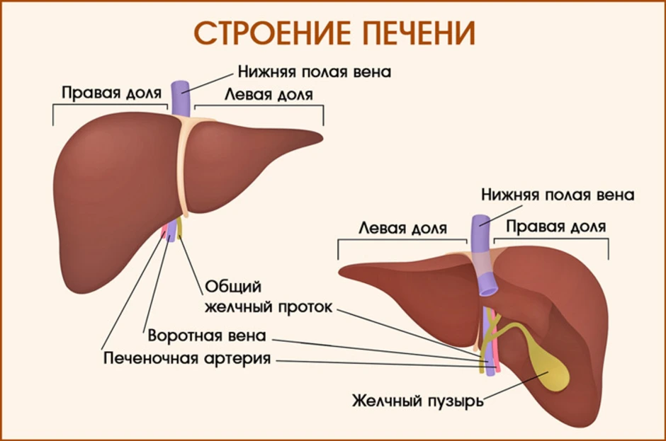 Анатомия печени человека в картинках