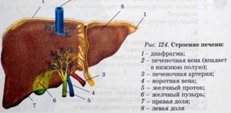 Печень человека рисунок с подписями