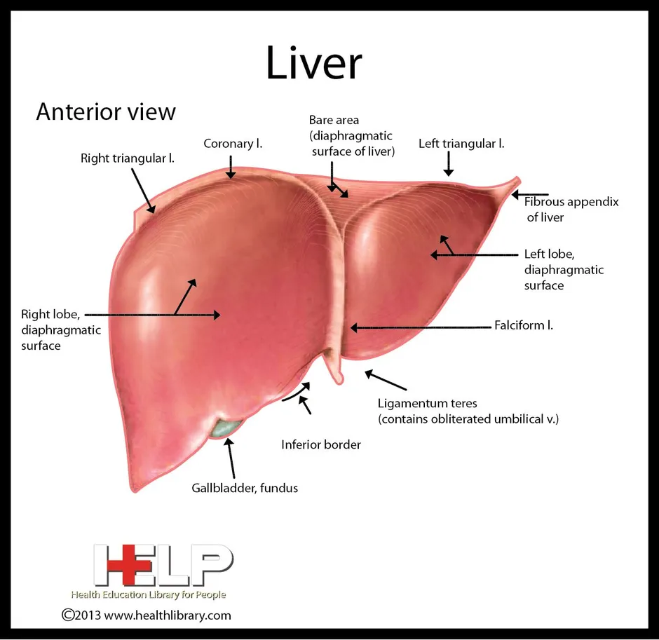 Анатомия печени человека в картинках