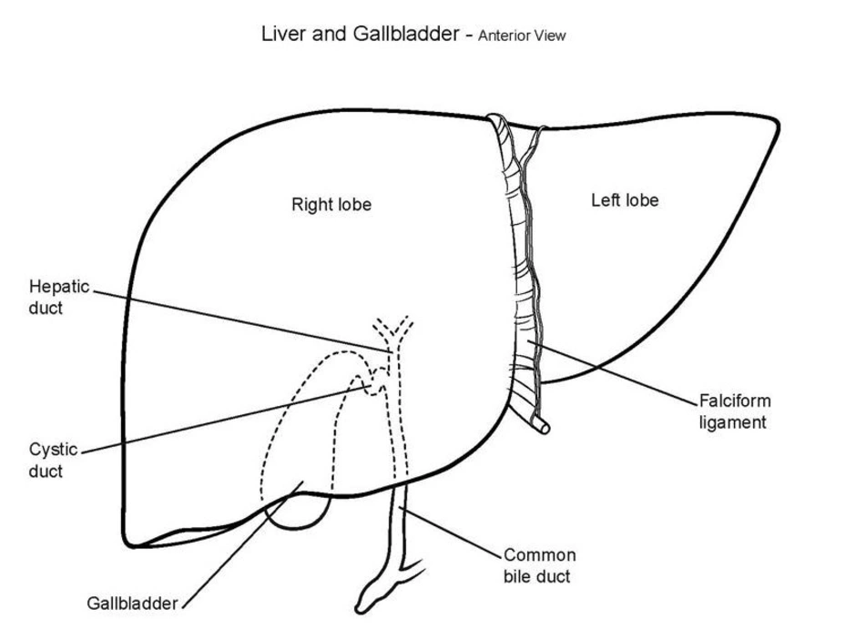 Анатомия печени рисунок печени