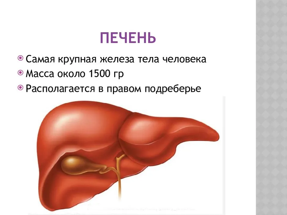 Печень презентация 8 класс