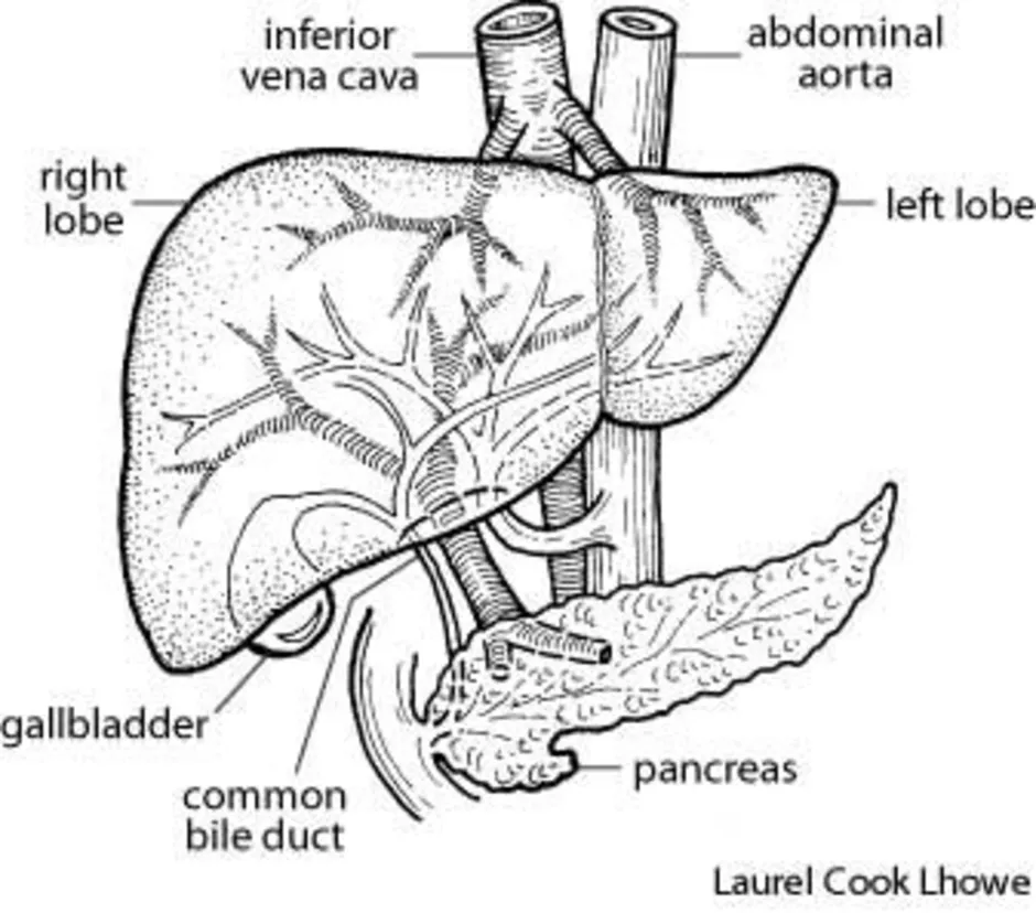 Печень человека рисунок анатомия