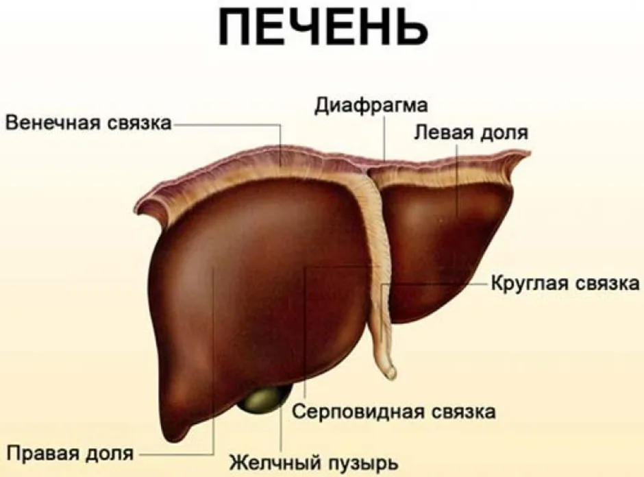 Анатомия печени человека в картинках