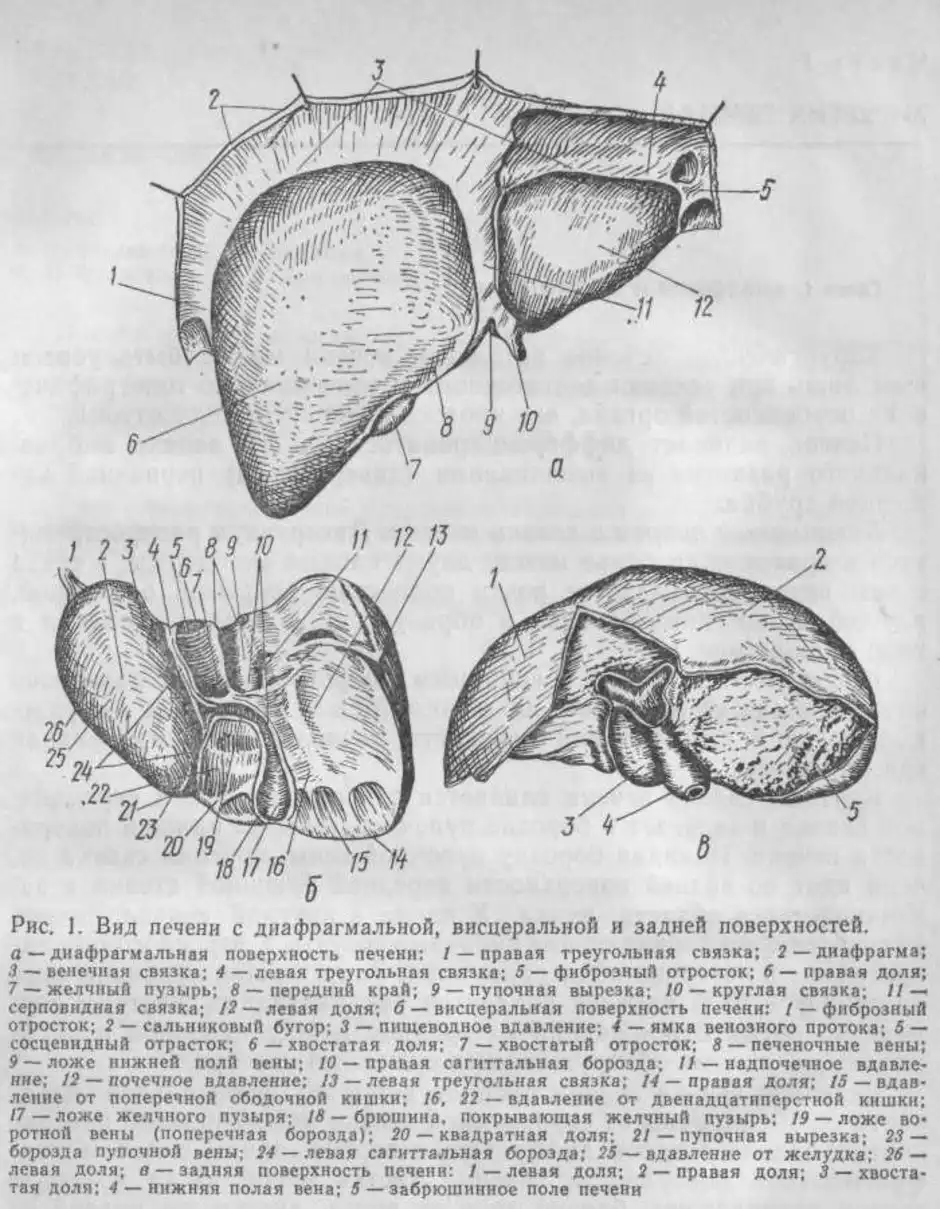 Строение печени рисунок