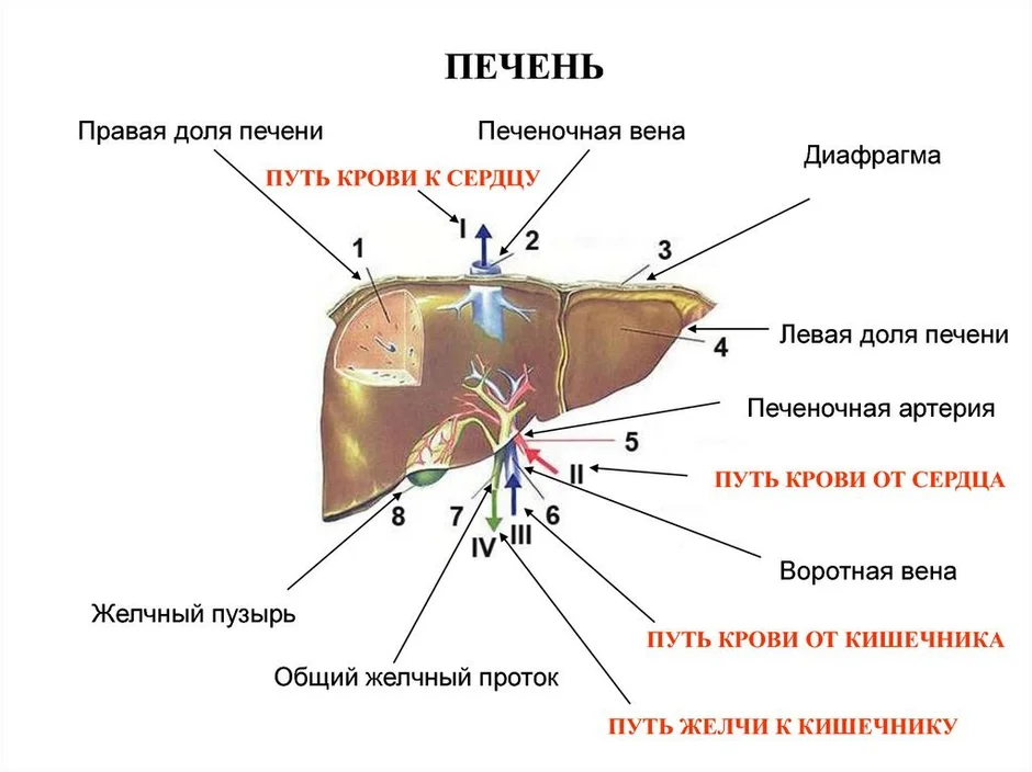 Печень на рисунке