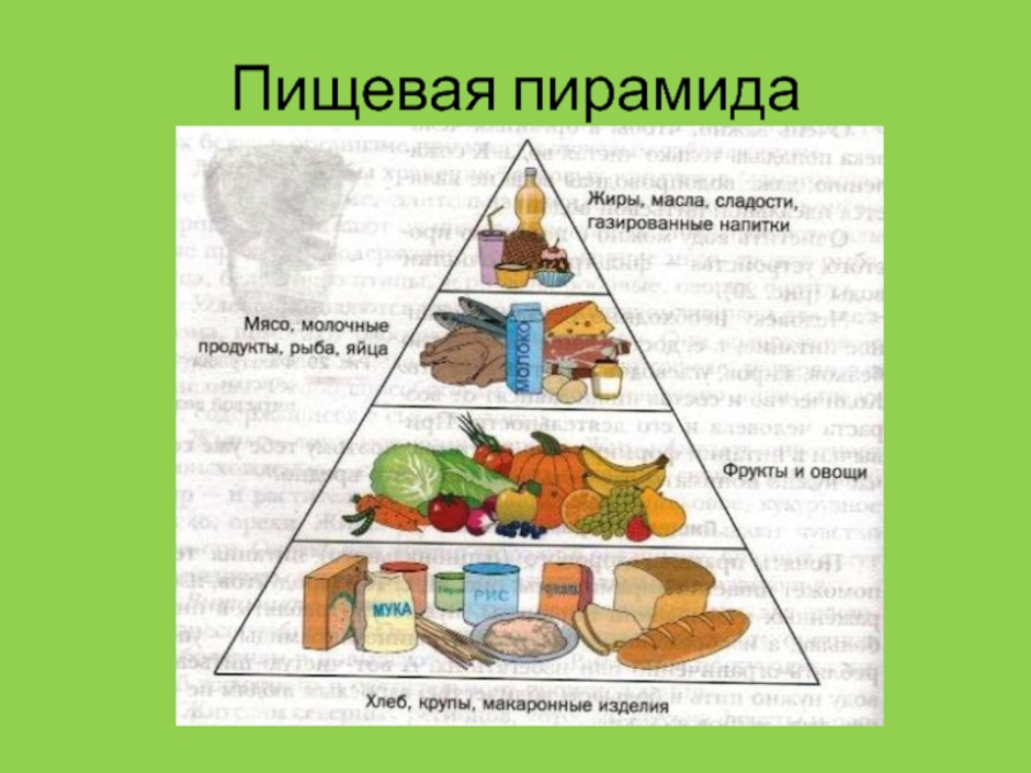 Пищевая пирамида 5 класс технология рисунок