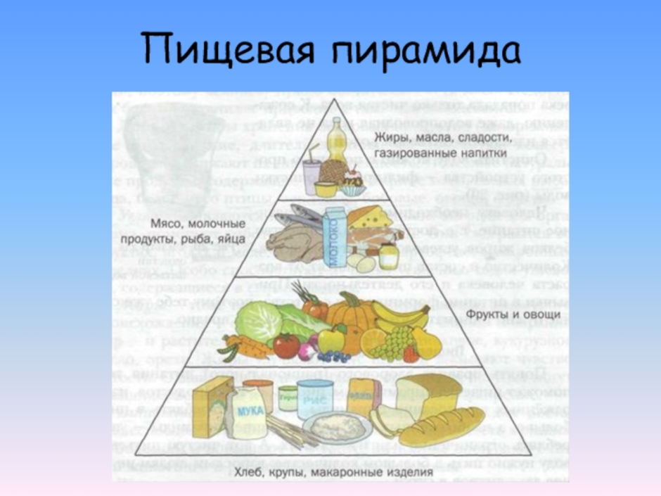 Пищевая пирамида 5 класс технология рисунок