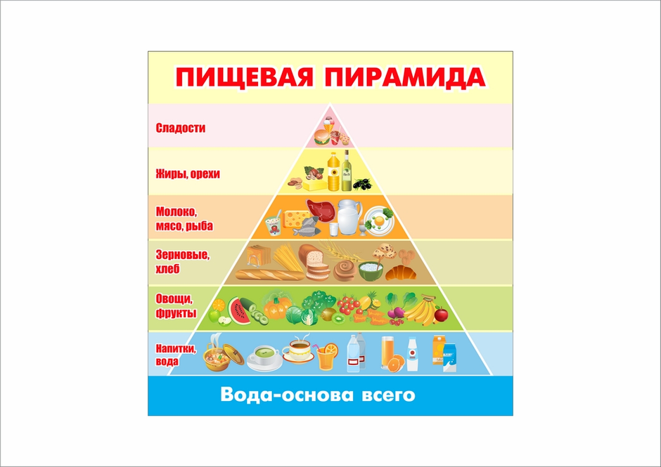 Пищевая пирамида 5 класс технология рисунок