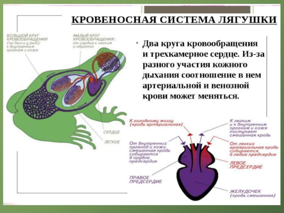 Два круга кровообращения и трехкамерное сердце у