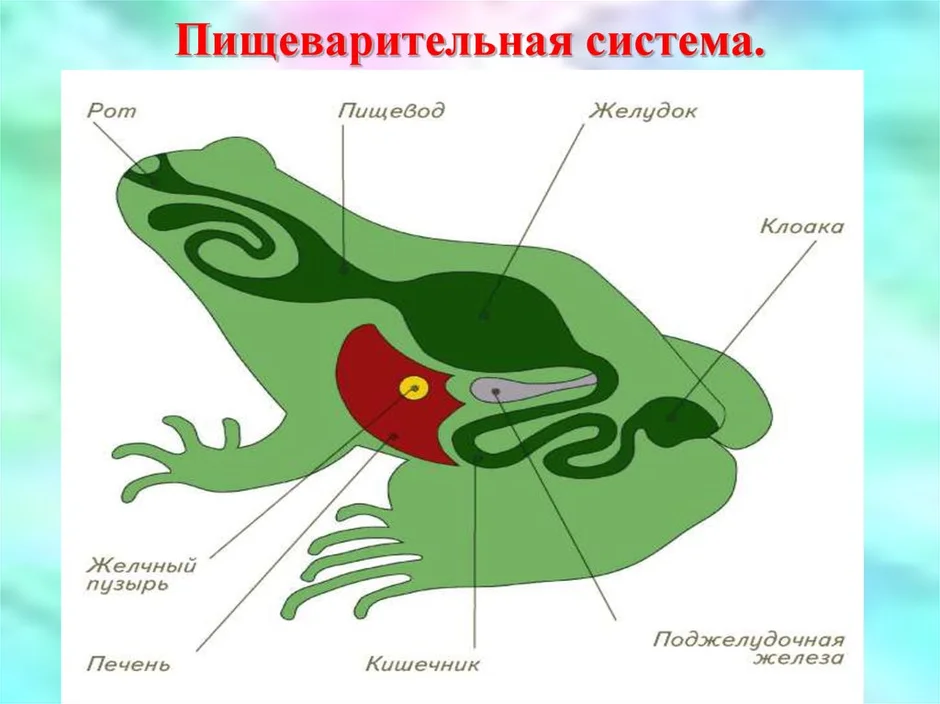 Схема пищеварительной системы лягушки