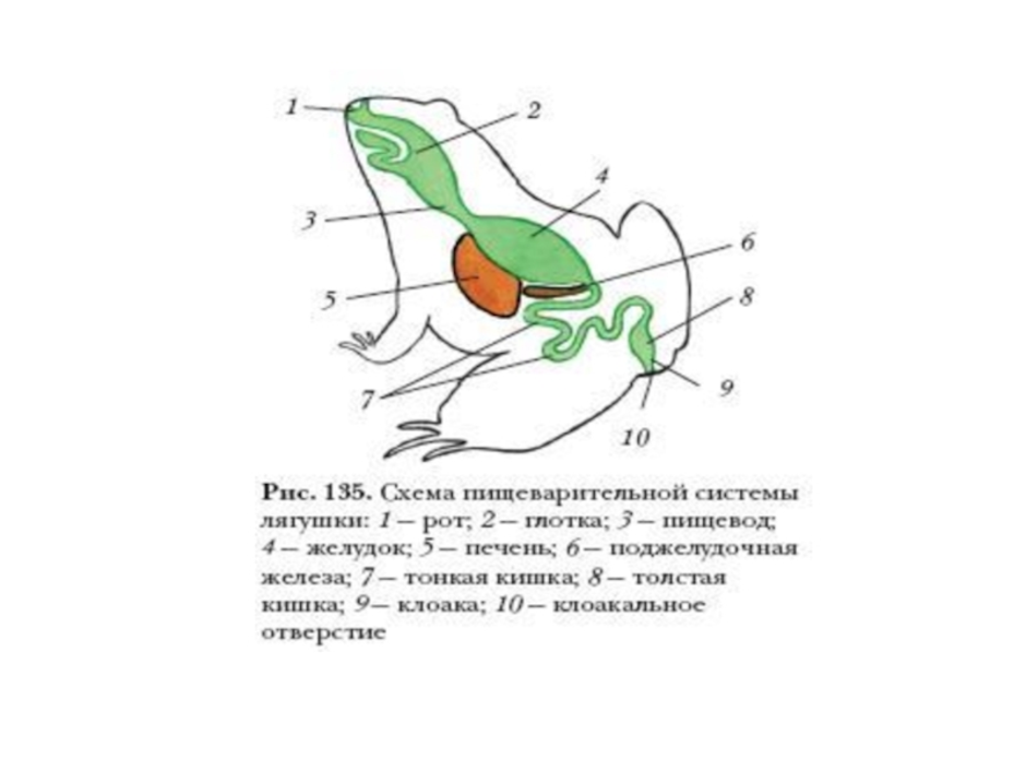 Схема пищеварительной системы лягушки