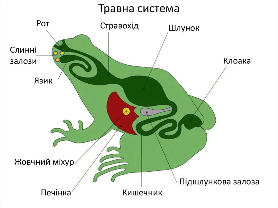 Органы пищеварительной системы лягушки