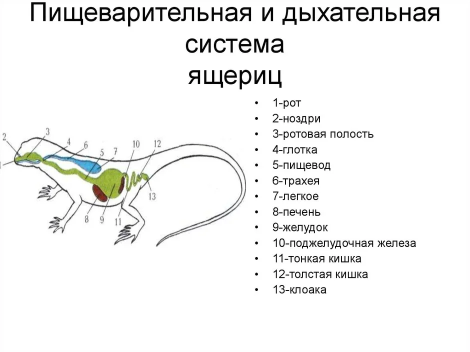 Сравните строение дыхательной системы рептилий и. Пищеварительная система ящерицы. Схема пищеварительной и дыхательной систем ящерицы. Внутреннее строение рептилий. Пресмыкающиеся пищеварительная система.