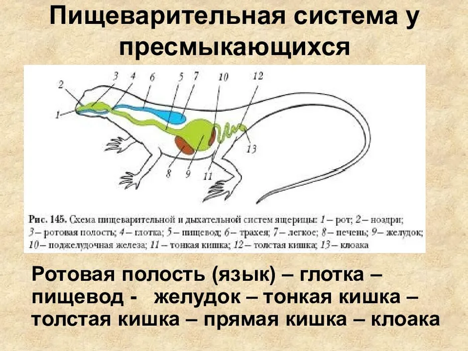 Дыхательная система пресмыкающихся схема