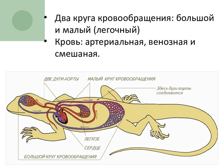 Пищеварительная система ящерицы. Схема строения кровеносной системы ящерицы. Правая дуга аорты пресмыкающихся отходит от. Дыхательная система ящерицы.