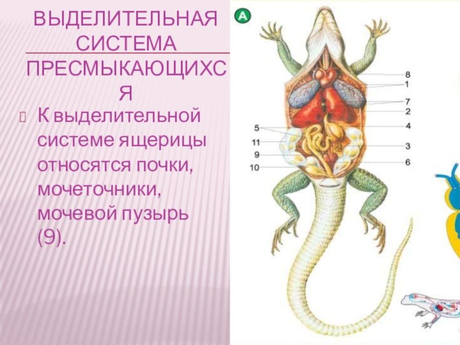 Почки ящерицы. Выделительная система пресмыкающихся 7 класс. Выделительная система пресмыкающиеся 7 класс. Выделительная система рептилий схема. Выделительная система строение и функции пресмыкающихся.