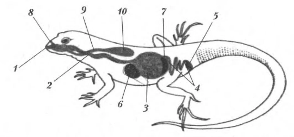 Схема строения пищеварительной системы пресмыкающихся