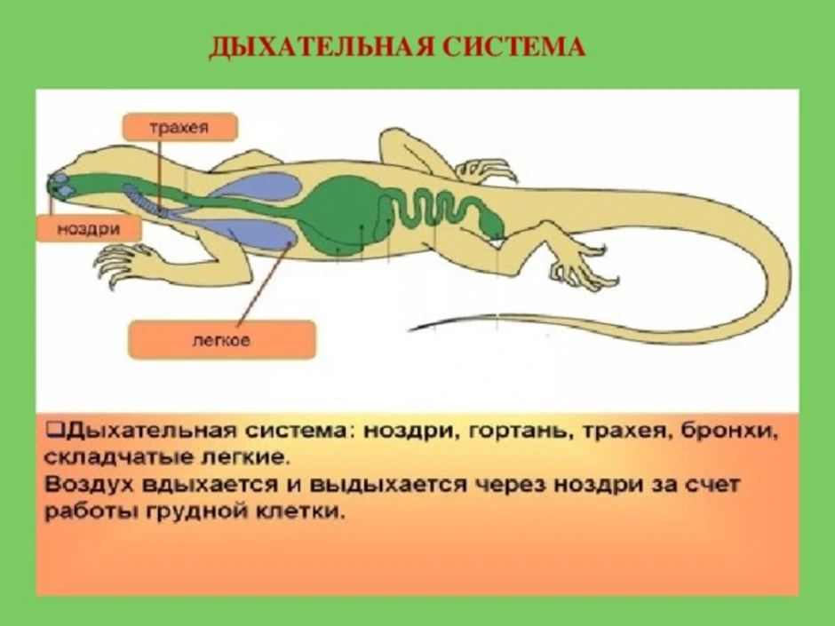 Орган дыхательной системы ящерицы. Дыхательная система рептилий. Органы дыхания ящерицы. Строение дыхательной системы ящерицы. Пищеварительная и дыхательная система пресмыкающихся.