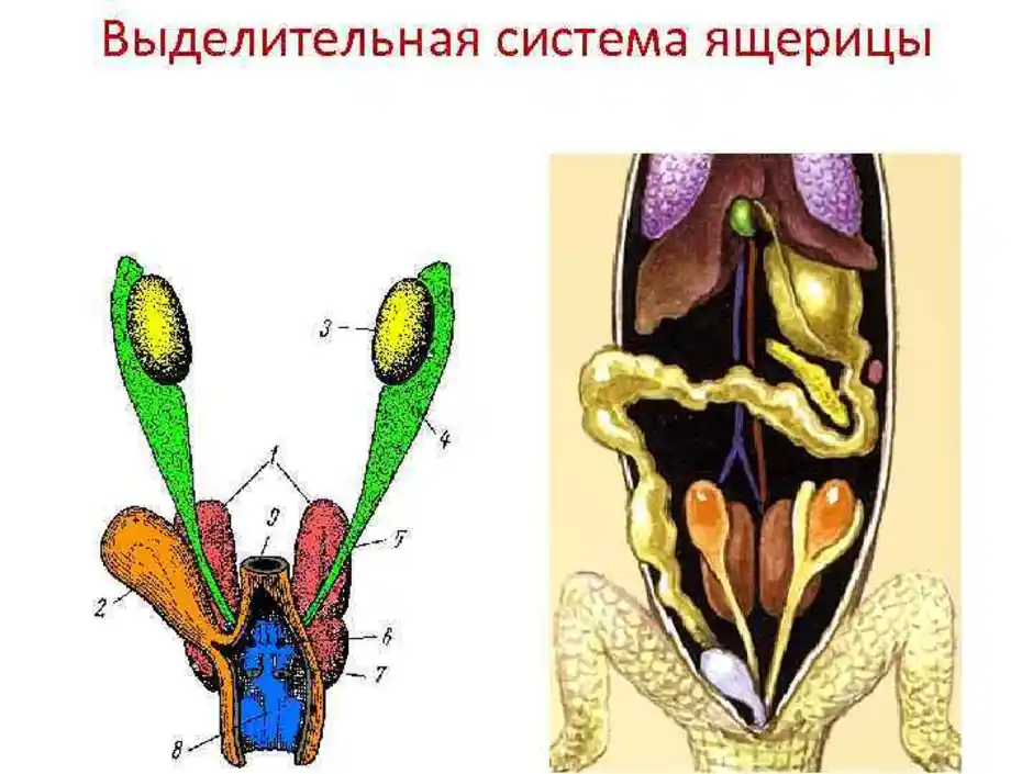 Опорная система рептилий