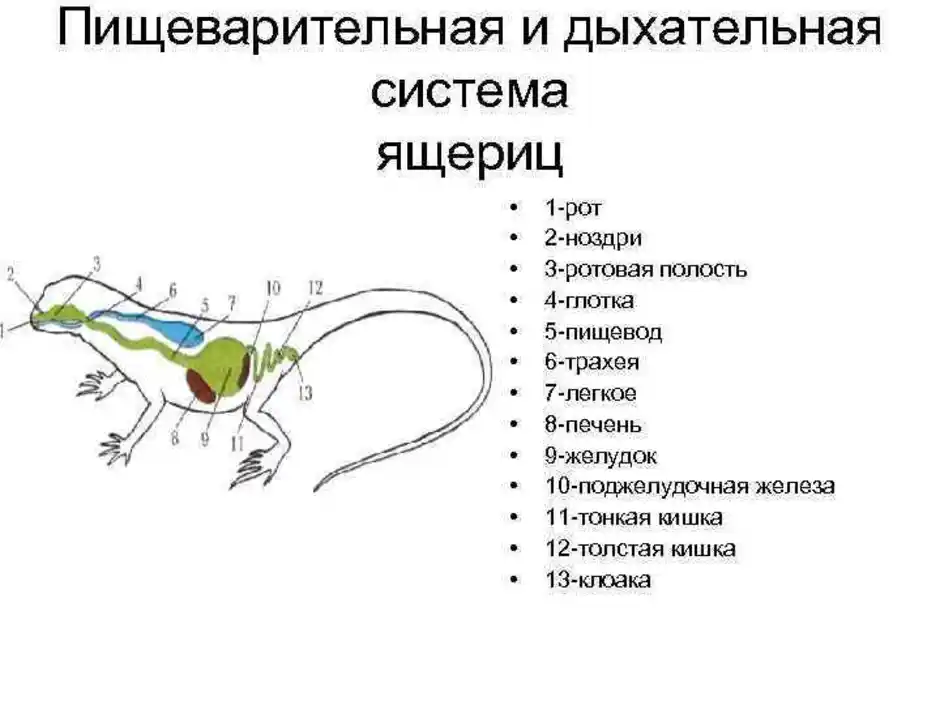 Схема строения пищеварительной системы пресмыкающихся