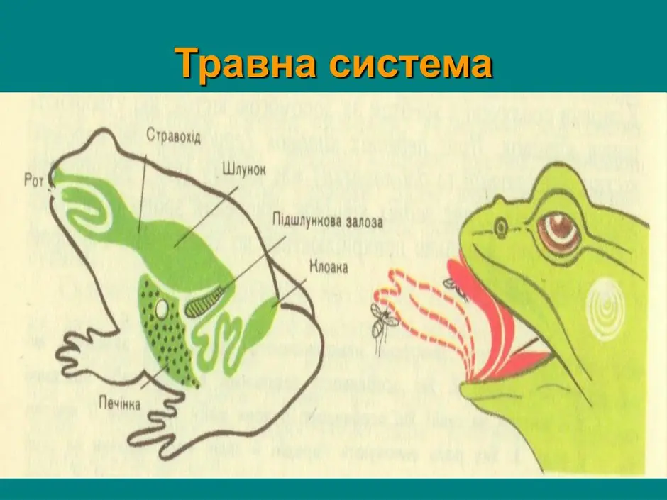 Рассмотрите рисунок напишите названия частей пищеварительной системы лягушки обозначенных цифрами