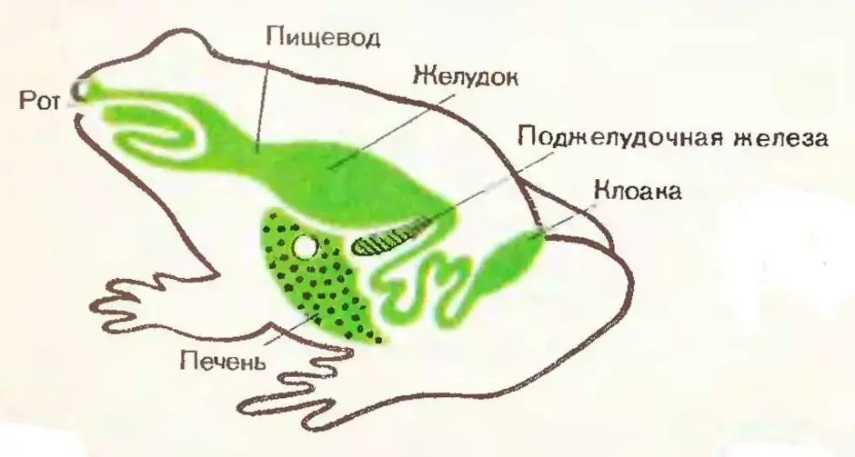 Строение пищеварительной системы лягушки. Пищеварительная система земноводных схема. Внутреннее строение лягушки пищеварение. Схема пищеварительной системы лягушки.